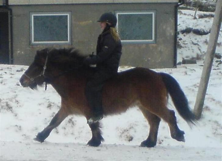 Færøsk hest Grani (udlånt) - Rebekka og Grani i galop! :) (Taget med mobil) billede 8