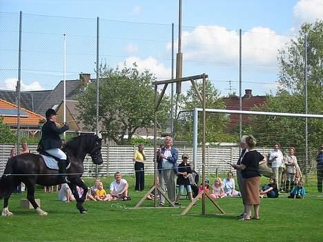 Welsh Cob (sec D) Dorthealyst Black Jack  + - det gik okay men han vandt ikk billede 15