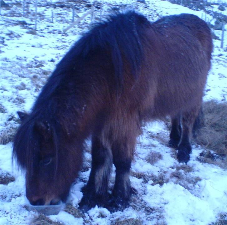 Færøsk hest Grani (udlånt) - Din skønhed :-* <´3 (Taget med mobil) billede 10