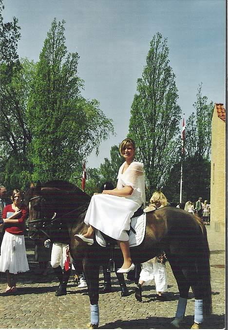 New Forest Sika billede 6