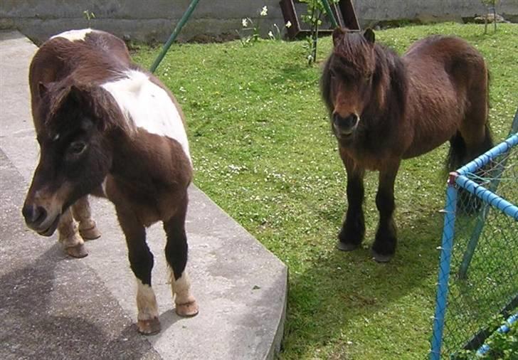 Færøsk hest Grani (udlånt) - "Hvad sker der?!?" :O (De er i vores have og vi er oppe i et vindue! hehe x)) billede 11