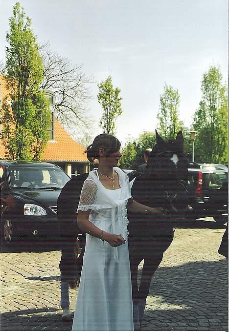 New Forest Sika billede 7