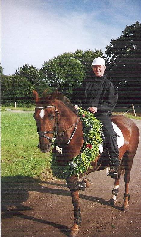 New Forest Sika - konqe til Vollerup rinqridninq :b <3 billede 8