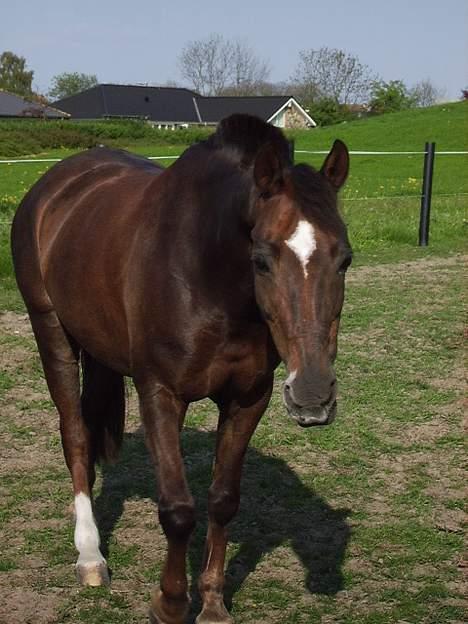 New Forest Sika - Herliqt at være på mark :D billede 10