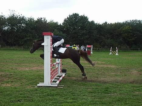 New Forest Sika - sidste stævne på herliqheden :´(  billede 12