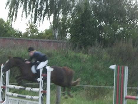 New Forest Sika - sidste stævne på herliqheden :´(  billede 14