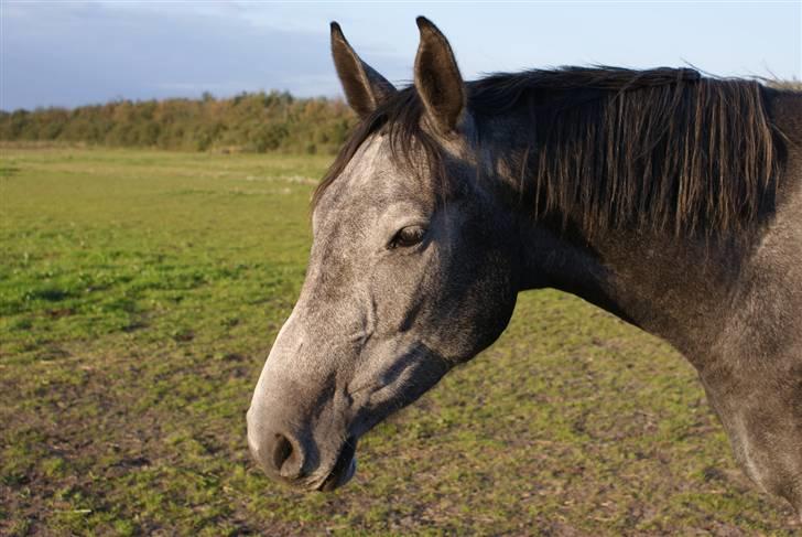Dansk Varmblod Jonkers Coco Chanel SOLGT - *nyt* billede 3