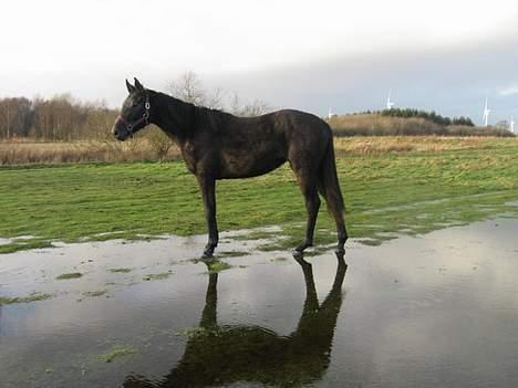 Dansk Varmblod Jonkers Coco Chanel SOLGT billede 4
