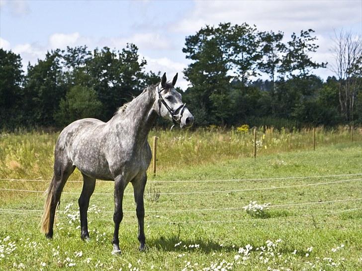 Dansk Varmblod Jonkers Coco Chanel SOLGT - 2010 billede 8