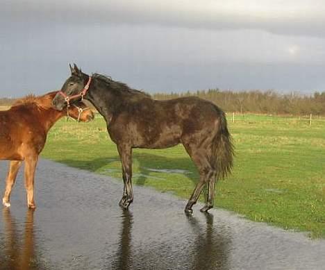 Dansk Varmblod Jonkers Coco Chanel SOLGT billede 10