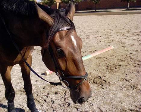 Dansk Varmblod Feldbaks Marster - Tager lige en slapper.... billede 4