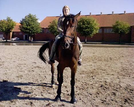 Dansk Varmblod Feldbaks Marster - Marster billede 5