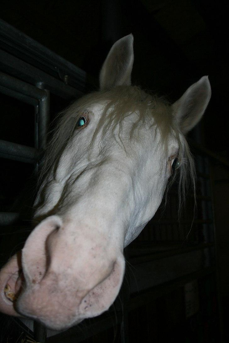 Knabstrupper Galvano B-Hest - Funny face ;) billede 11