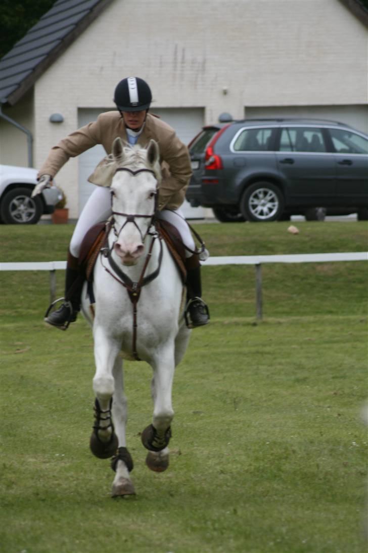 Knabstrupper Galvano B-Hest - Morsø 2007, Ros skal den jo ha efter en 0- runde i LB billede 8