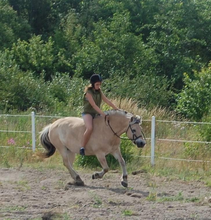 Fjordhest Coco - Træning i sidepull igen:) billede 18
