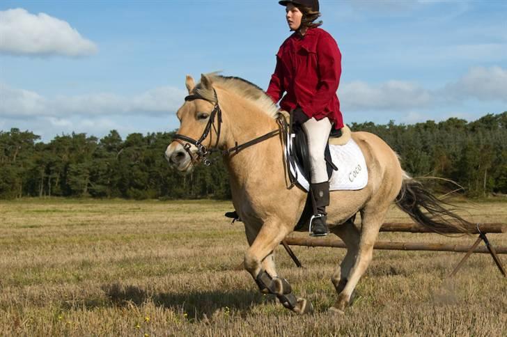 Fjordhest Coco - Til jagten: En springserie på stubmarken. billede 19