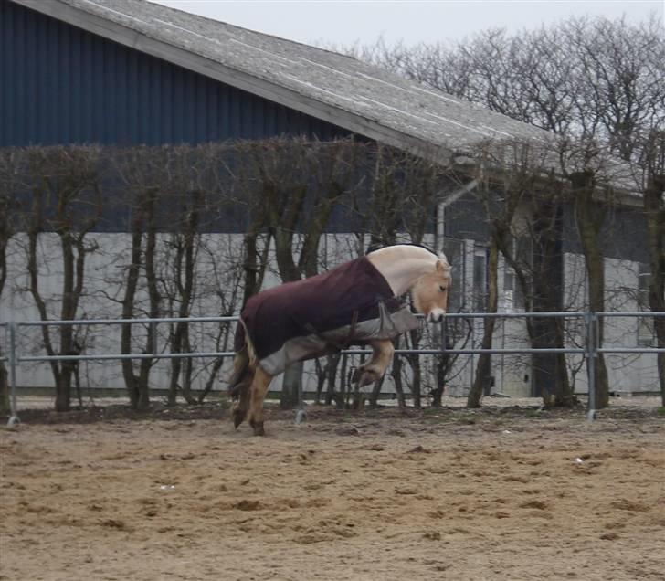 Fjordhest Coco - Vildbassen:) billede 20