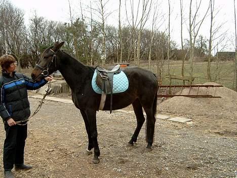 Anden særlig race Tamara  *SOLGT* billede 10