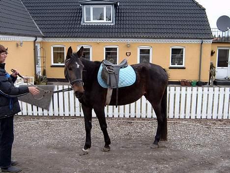 Anden særlig race Tamara  *SOLGT* billede 11