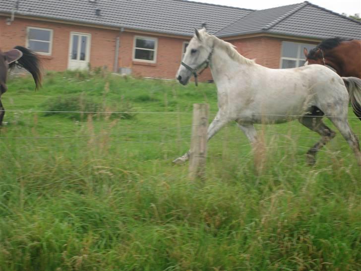 Sportsaraber (A) Mon Cherie <3 <3 SOLGT <3 <3 - Mon vild på folden!! ("hvad laver den stolpe der") hihi billede 9