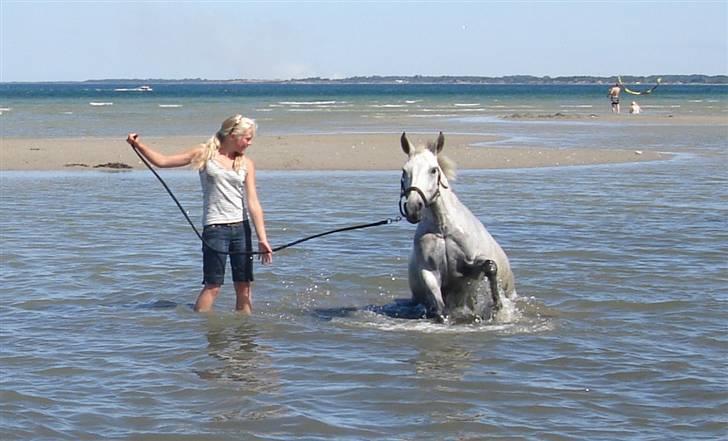 Sportsaraber (A) Mon Cherie <3 <3 SOLGT <3 <3 - Mon er den fødte vandhund--hun kommer hvert år med i sommerhus hele sommerferien (-: det er bare hygge (-:hihi billede 10