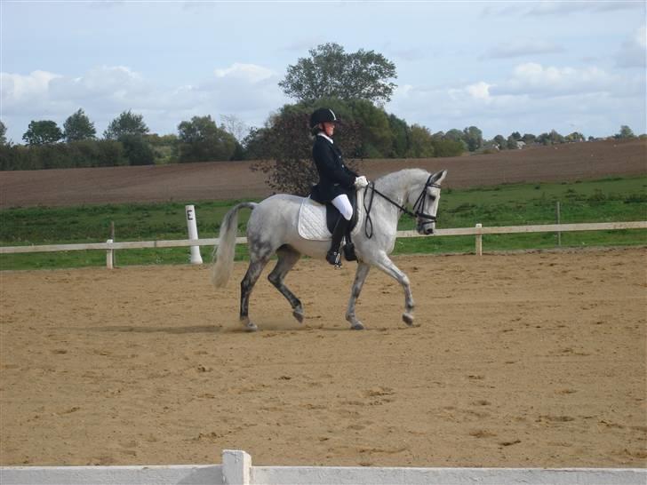 Sportsaraber (A) Mon Cherie <3 <3 SOLGT <3 <3 - jirrr det er MEGA fedt at springe!!! der kommer snart nogle nye billeder med spring (vi har fået mange flere spring) billede 12