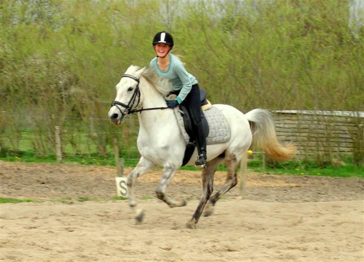 Sportsaraber (A) Mon Cherie <3 <3 SOLGT <3 <3 - galopløb på ridebanen ( -:  billede 13