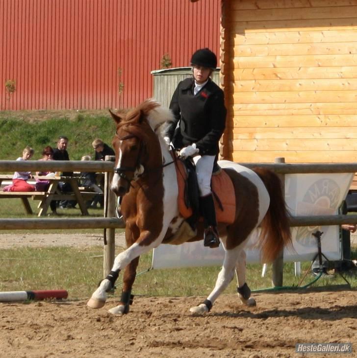 Pinto BamBino - # 13 NYT -  Mig og BamBIno i Vestbirk ! (: Foto: Cæcilie (Jeg har fået lov til at tage Billedet.) billede 13