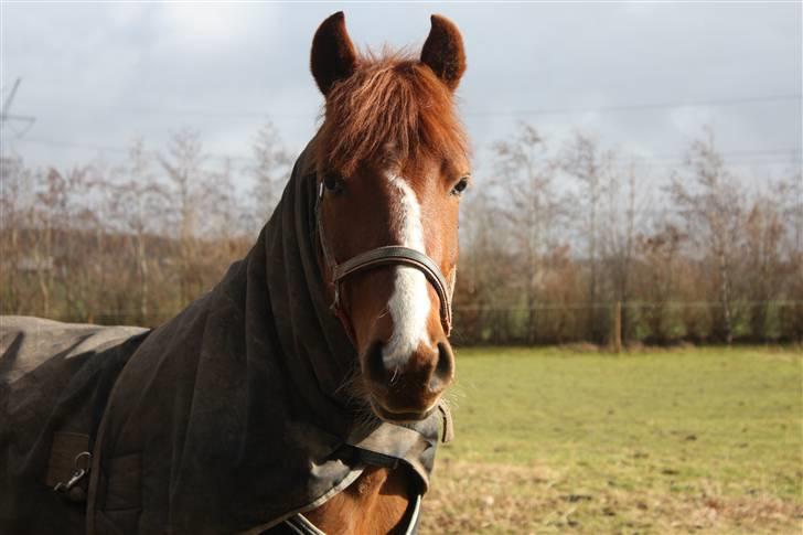 Pinto BamBino - # 14 Nyt - Taget af mig :D billede 14