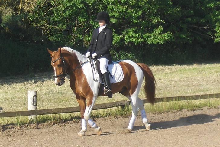 Pinto BamBino - # 16 NYT - Stævne på HHR, 68,33% (1 plads) Fotograf: Charlotte. billede 16