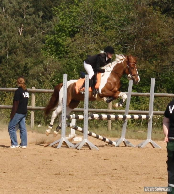 Pinto BamBino - # 18 NYT - Mig og BamBIno i Vestbirk ! (: Foto: Cæcilie (Jeg har fået lov til at tage Billedet.) billede 18