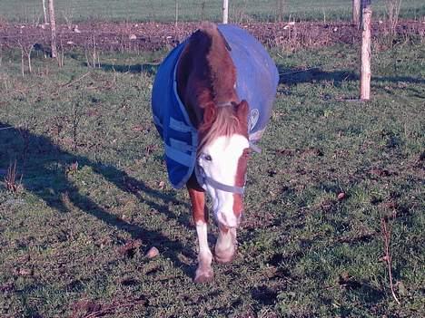 Welsh Pony (sec B) Pandora Solgt - Dejlig dag på folden :D billede 13