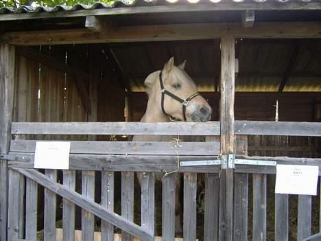 Fjordhest Prins ( kaldet Oliver ) - Dyreskuet 2006 billede 3