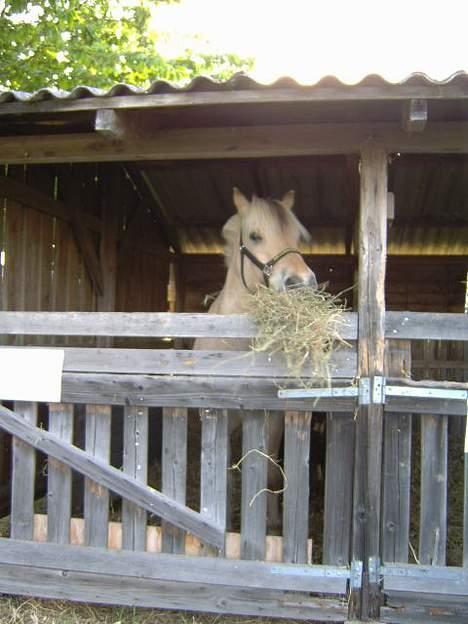 Fjordhest Prins ( kaldet Oliver ) - Dyreskuet 2006 billede 4