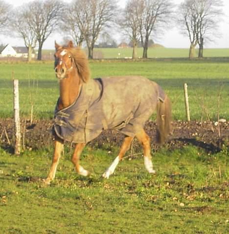 Tysk Sportspony Nørlunds Westpoint solgt - Eddie leger stor og farlig. billede 19