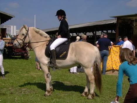 Fjordhest Prins ( kaldet Oliver ) - Dyreskuet 2006 billede 5