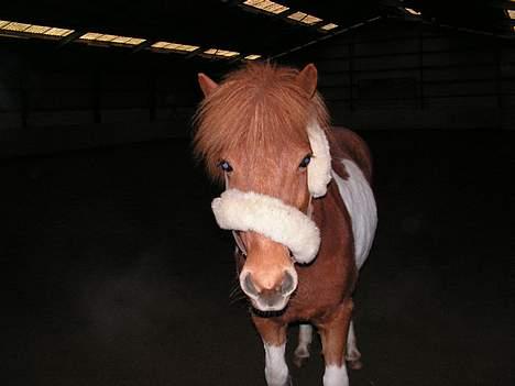 Islænder Askja - Nuttet pony! billede 3