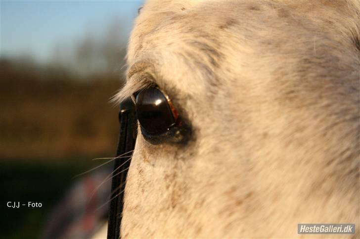 Sportsaraber (A) Mon Cherie <3 <3 SOLGT <3 <3 - mons dejlige øje (-: CJJ foto billede 14