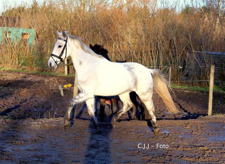 Sportsaraber (A) Mon Cherie <3 <3 SOLGT <3 <3 - lille ponnen vild (-: billede 15