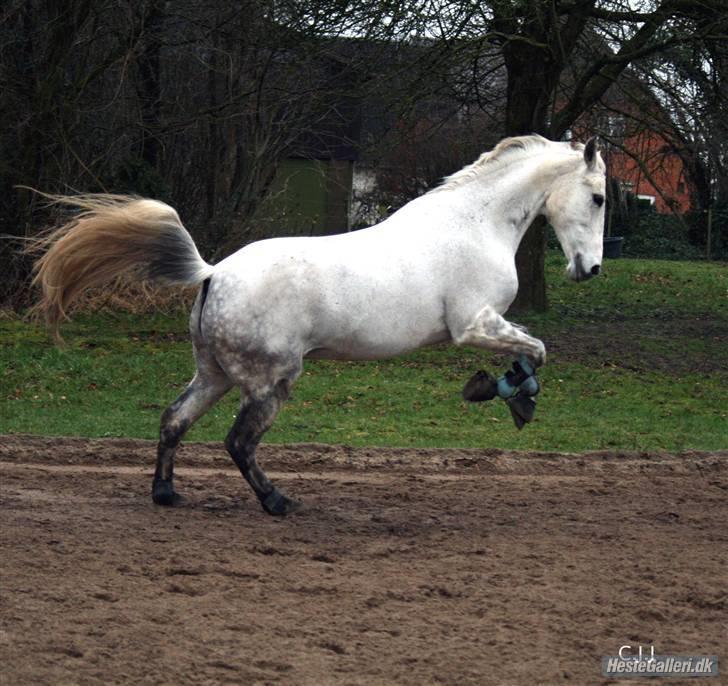 Sportsaraber (A) Mon Cherie <3 <3 SOLGT <3 <3 - Elsker dig snukke dukke-pony billede 16