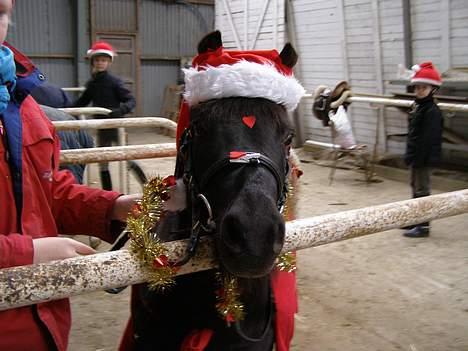 Shetlænder Sorte<3 - Lille skat<3 til juleridning <33 foto: mig billede 19