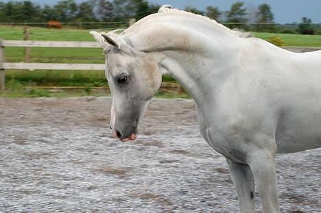 Arabisk fuldblod (OX) Bolero ox *DØD* billede 16