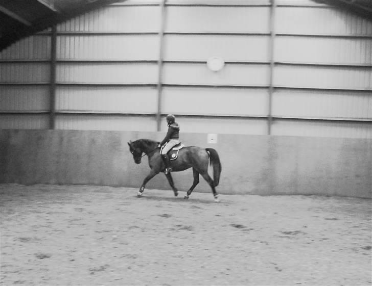 Dansk Varmblod Lykke's Don Zio * Solgt:( - Smukke skat ! <3 Synes selv billedet af mega godt . Foto: Marianne billede 1