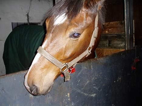 Dansk Varmblod Lykke's Don Zio * Solgt:( - Han havde vist lige fået øje på noget :) billede 3