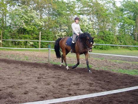 Dansk Varmblod Lykke's Don Zio * Solgt:( - Træning derhjemme . .:) billede 4