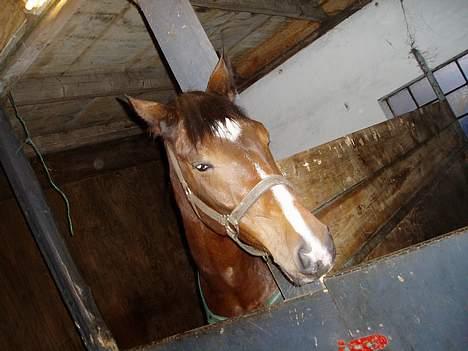 Dansk Varmblod Lykke's Don Zio * Solgt:( - Lille skat da :) billede 5