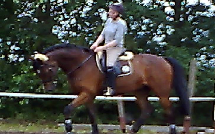 Dansk Varmblod Lykke's Don Zio * Solgt:( - Trav  billede 6