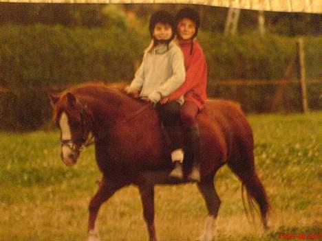 Anden særlig race enghøjs isabel* Solgt* billede 11