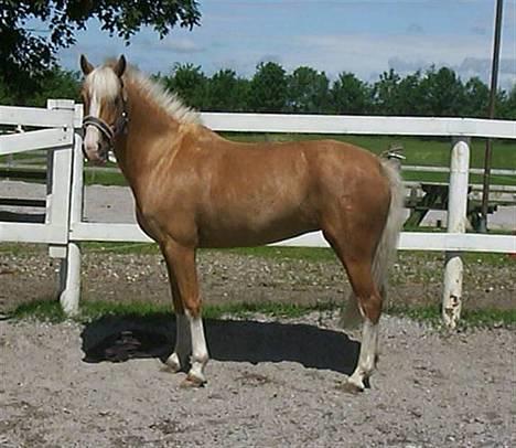 Palomino Nuggi Stauslykke Solgt  - Smukke <3 med ¨rigtige¨ farve.. :) billede 1