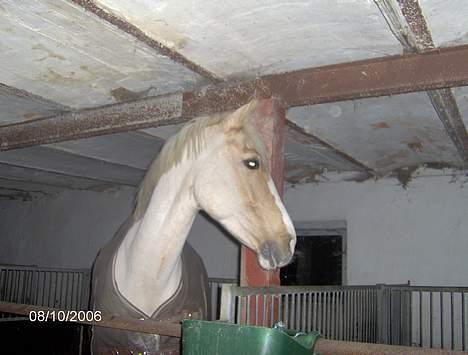 Palomino Nuggi Stauslykke Solgt  - Lille Nuggi.. billede 5